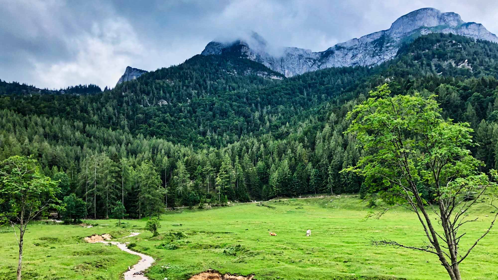 Am Fuße des Schambergs auf der Eisenaualm