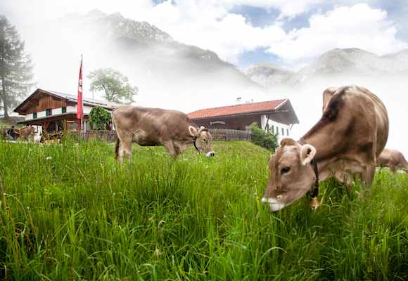 Fronebenalm