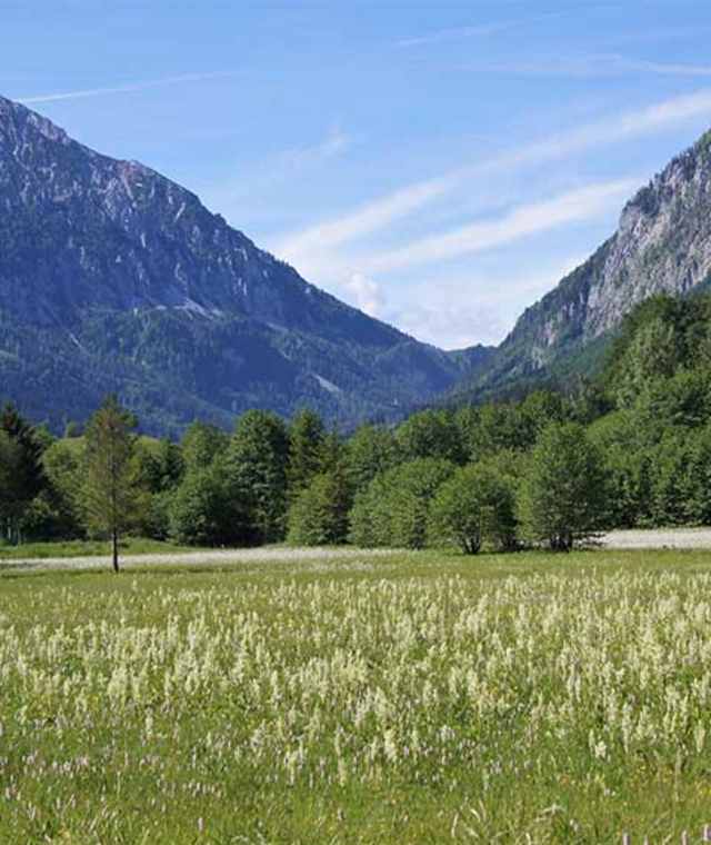 Feuchtwiese und die beeindruckende Berglandschaft