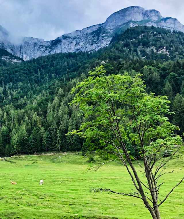 Am Fuße des Schambergs auf der Eisenaualm